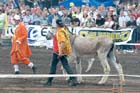 Zwarte Cross www-popfotograaf-nl4850